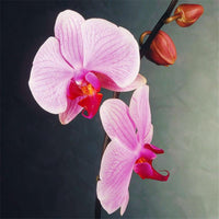 Indoor Balcony Office Rare Orchid Seeds Phalaenopsis Orchid Seed