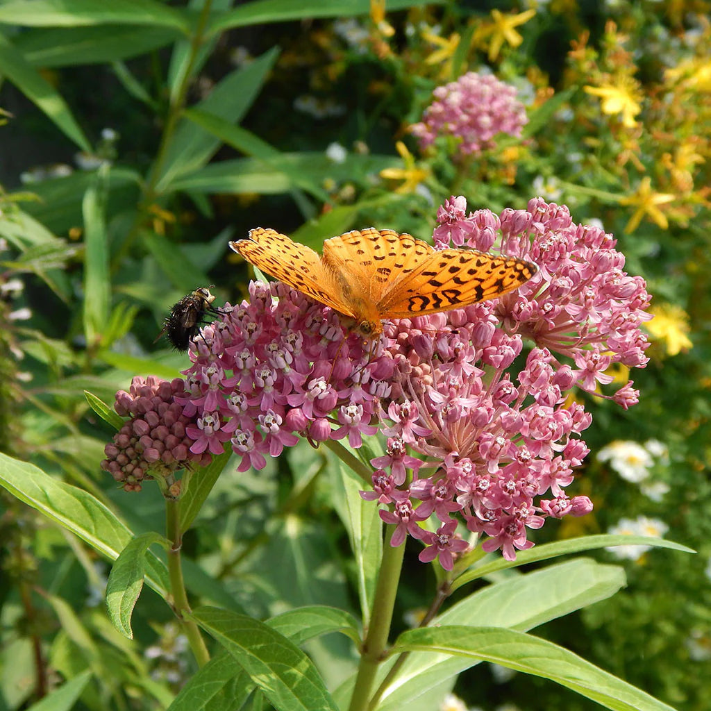 Swamp Milkweed – Asclepias Seed