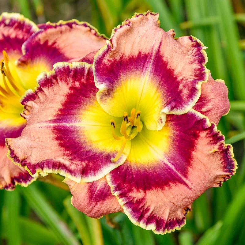 Constant Colour Reblooming Daylily Collection