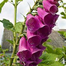 Digitalis Purpurea Common Foxglove Mixed Color Flower Seeds