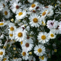 White Ladies Belgian Aster