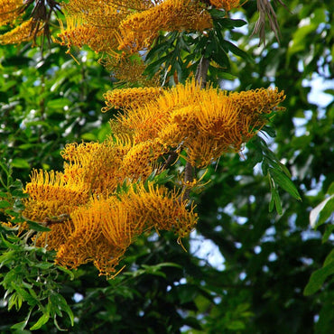 Grevillea Robusta  Tree Seeds