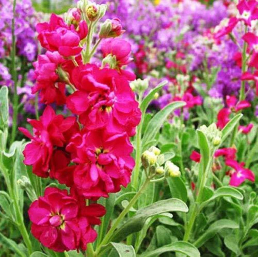 Stock Matthiola Incana Double Mixed Color Flower Seeds