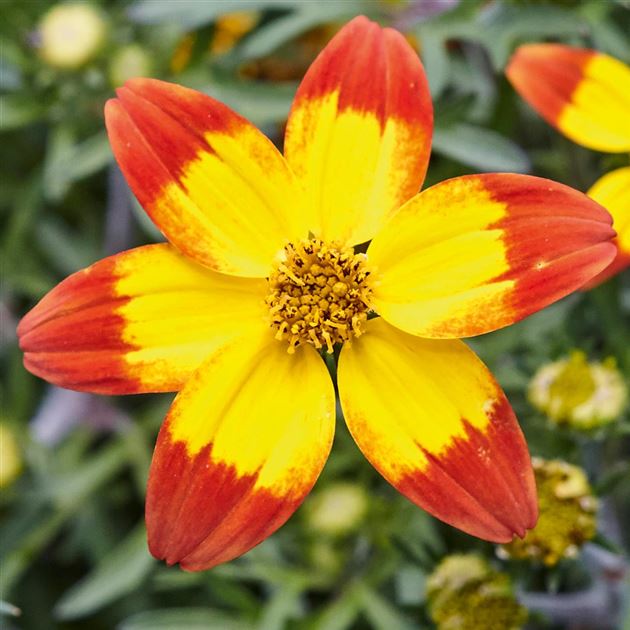 Bidens- Taka Tuka Yellow Centre (seedling)