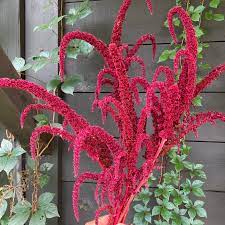 Amaranthus Cadatus Red Desi Flower Seeds