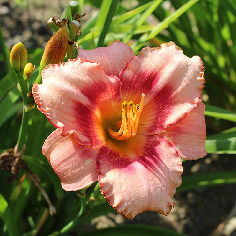 Elegant Candy Reblooming Daylily