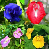 Clitoria Ternatea Aparajita Mix Color Hybrid Seeds