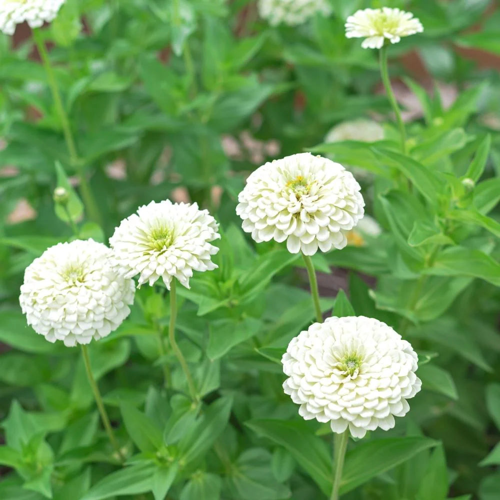 Zinnia White Tall Desi Flower Seeds