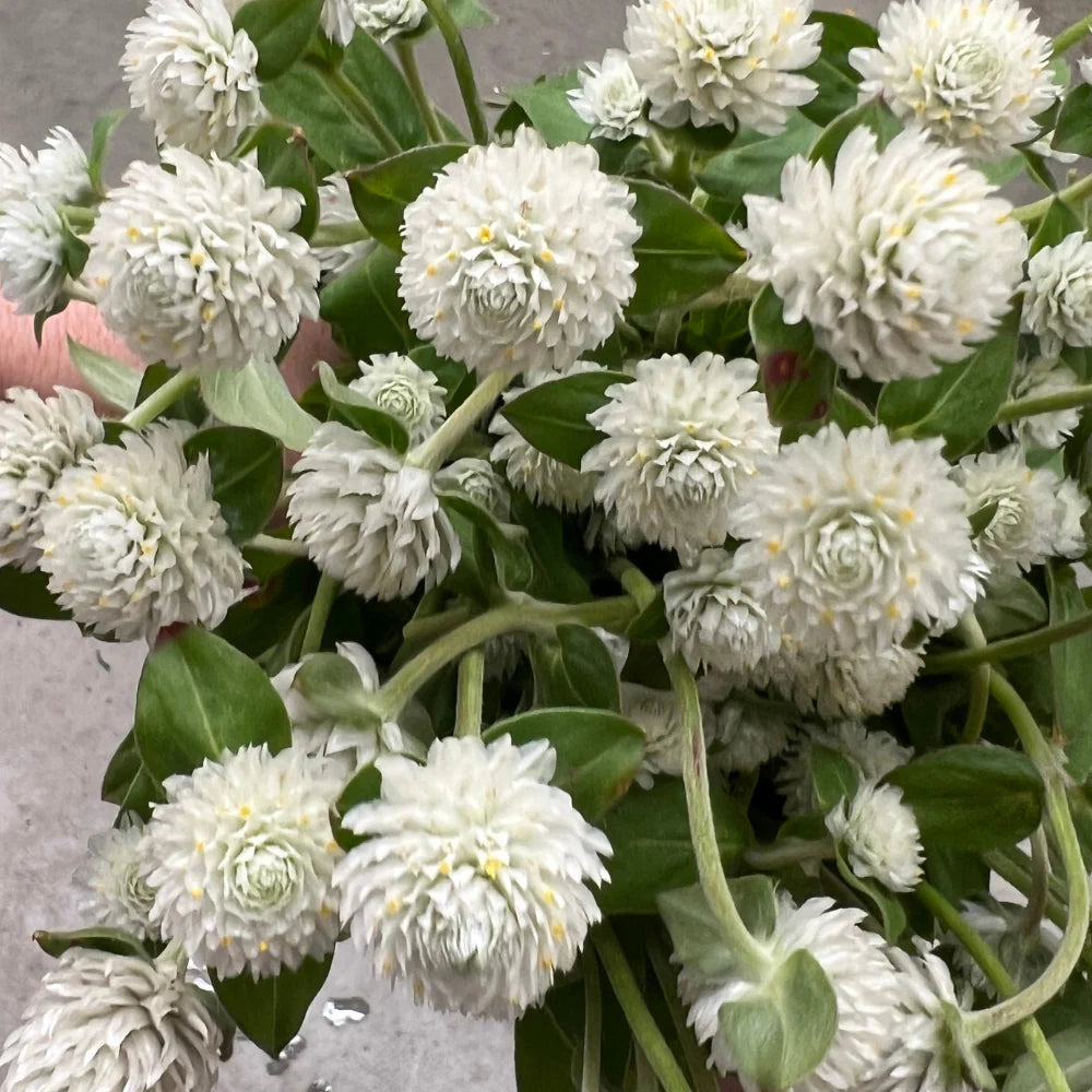 Audray White – Gomphrena Seed