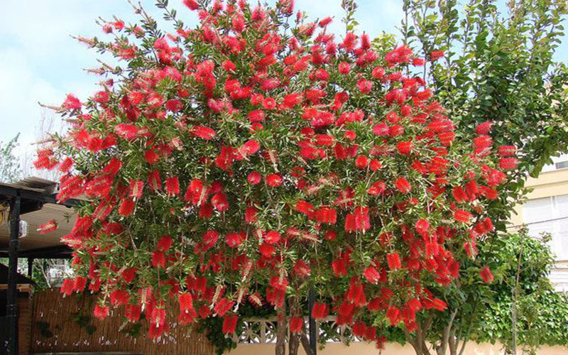 Callistemon Citrinus Bottle Brush Seeds