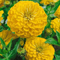 Giant Dahlia Flowered Golden Yellow Zinnia