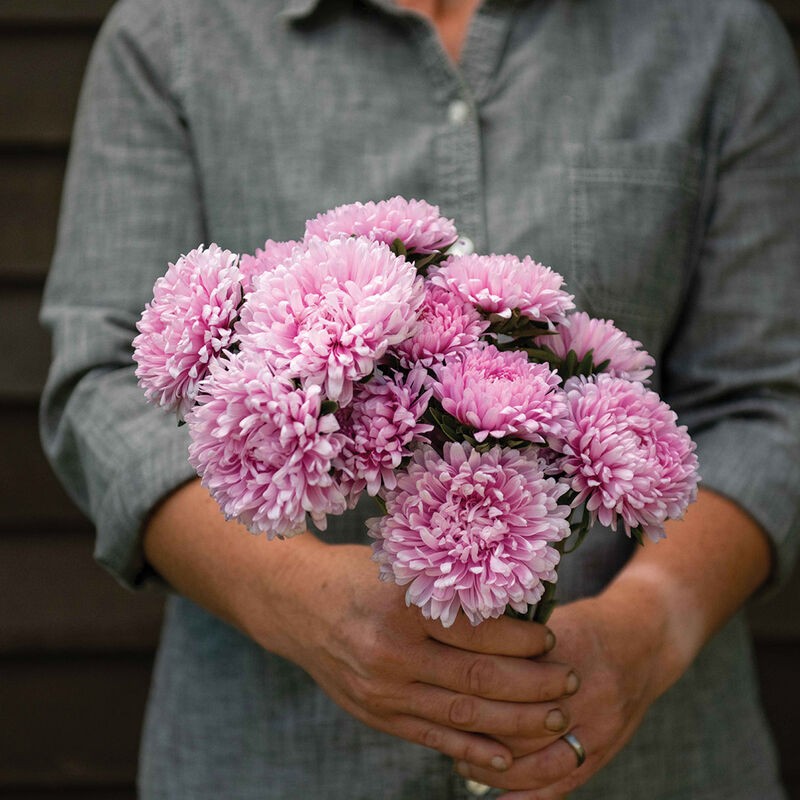 Miss Europe Resist – China Aster Seed