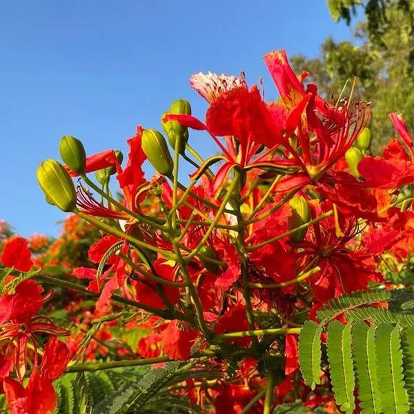 Delonix Regia Gulmohar Seeds