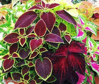 Coleus Rainbow Mixed Color Foliage Plant Seeds