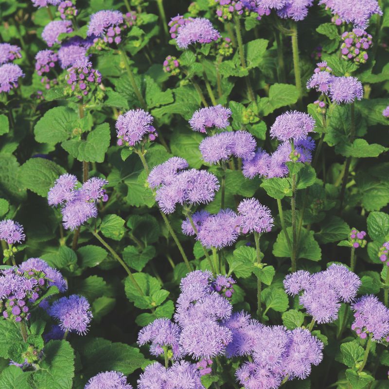 Tall Blue Planet – Ageratum Seed