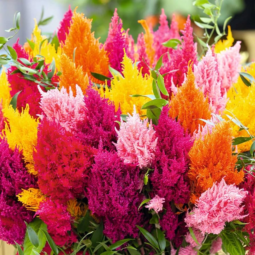 Pampas Plume – Celosia Seed