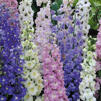 Larkspur Imperial Mixed Color Flower Seeds