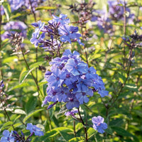 Blue Boy Phlox