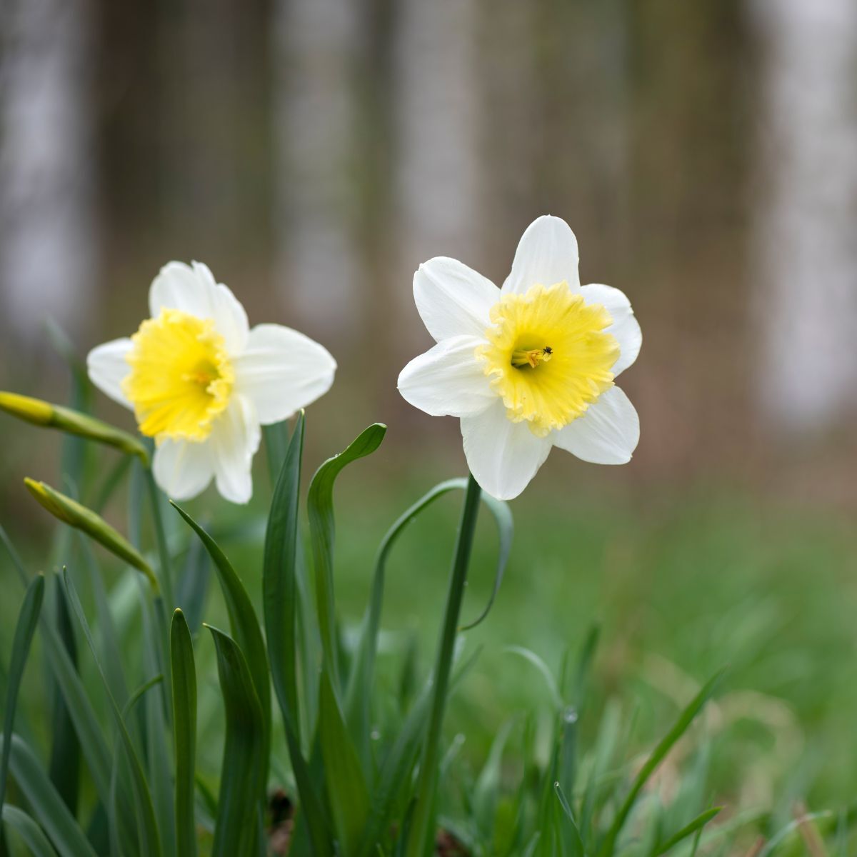 Flower Daffodil Seeds Bonsai Flower Seeds Aquatic Plants Seeds