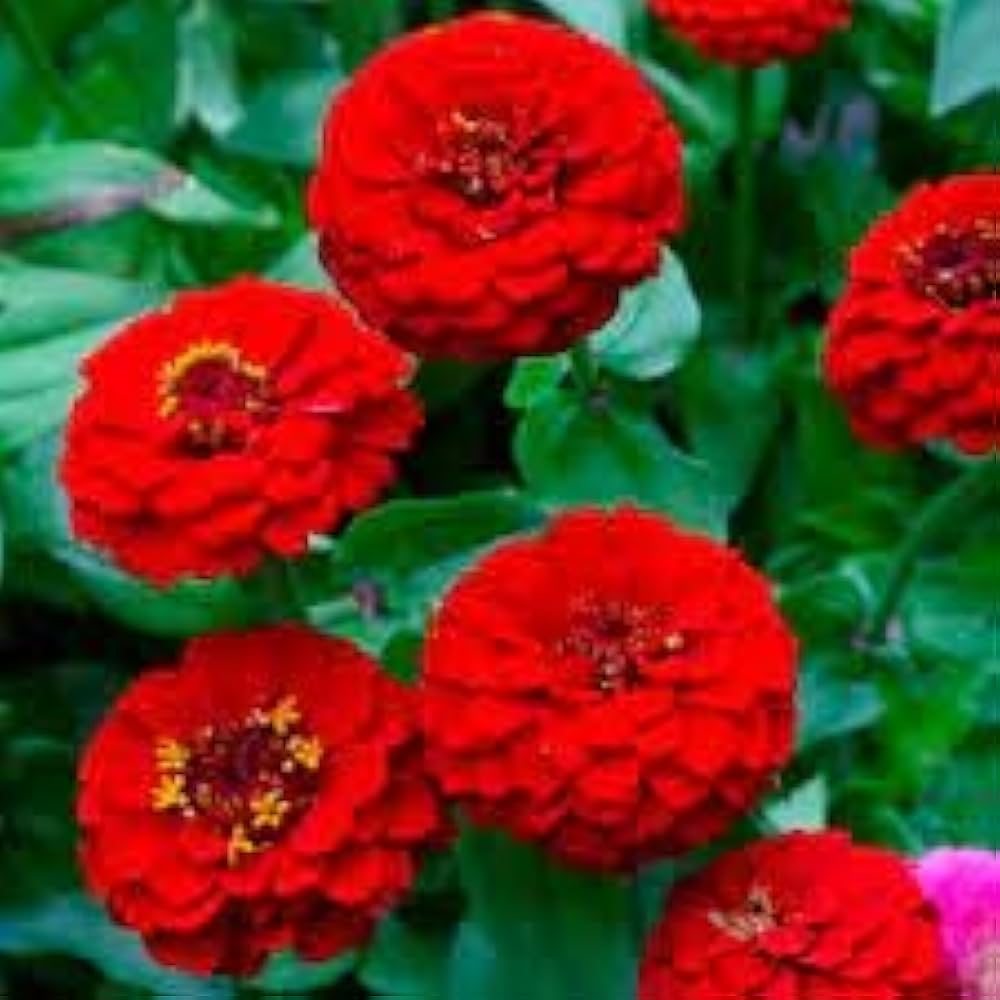 Zinnia Red Tall Desi Flower Seeds