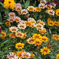 Gazania Sun Shine Mixed Color Flower Seeds