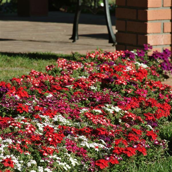 Verbena Quartz Mixed Color Flower Seeds