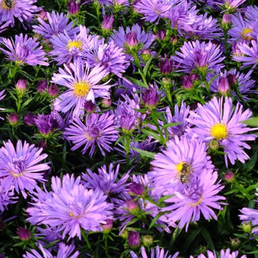 Blue Lagoon Daisy Aster