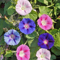 Ipomoea Mixed Color Desi Flower Seeds