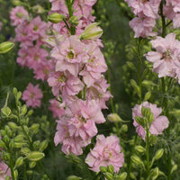 QIS? Light Pink – Larkspur Seed