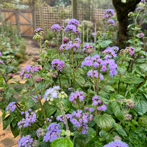 Timeless Mix – Ageratum Seed