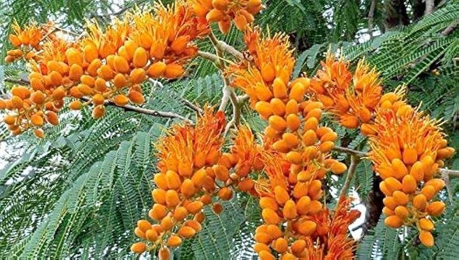 Colvillea Racemosa Golden Flower Tree Seeds