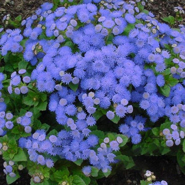 Ageratum Seeds Annual Blue Purple Beautify Flowers Plants Seeds