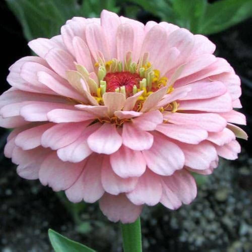 Zinnia Elegans Pink Flower Seeds