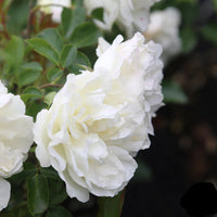 White Meidiland Groundcover Rose