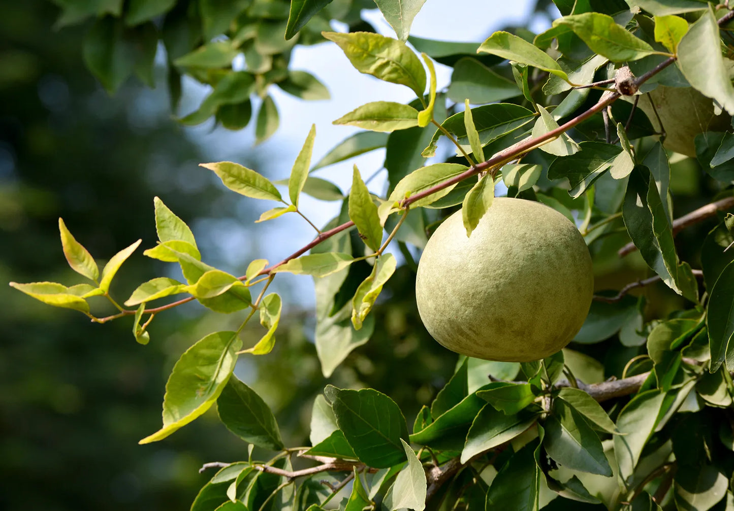 Bel Tree Seeds