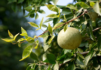 Bel Tree Seeds