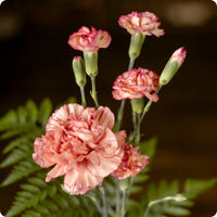 Chabaud Orange Sherbet – Dianthus Seed