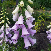 Camelot Lavender – Digitalis Seed