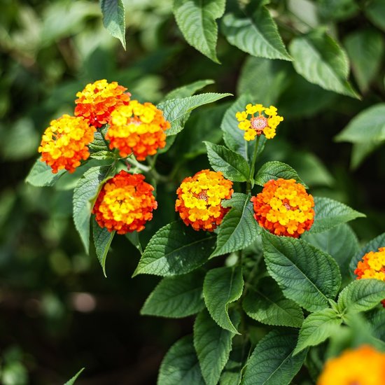 Lantana Camara Seeds