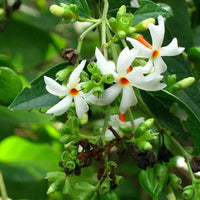 Night-Blooming Jasmine Nyctanthes arbor-tristis Seeds