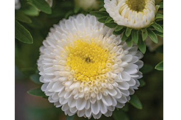 Macaroon White – China Aster Seed