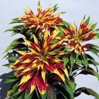 Amaranthus Tricolour Mixed Color Desi Flower Seeds