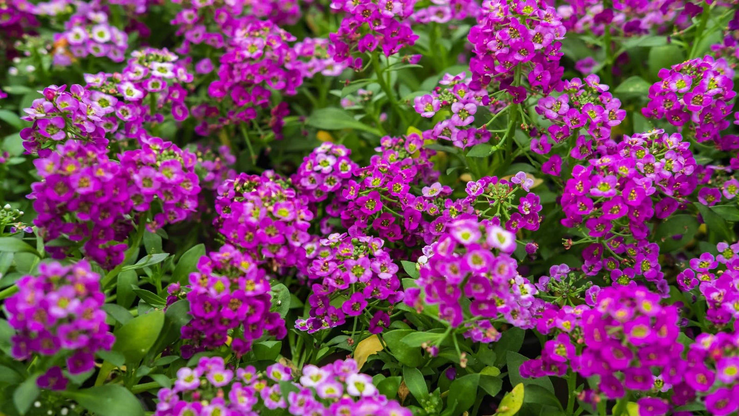 Alyssum Rosie O'Day Flower Seeds