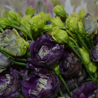 Rosanne Deep Brown Lisianthus