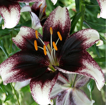 Asiatic Lily- Stracciatella Event