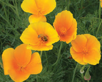 California Poppy – Flower Seed