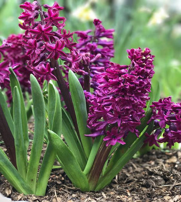 Woodstock Hyacinth Seeds