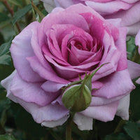 Violet's Pride Floribunda Rose