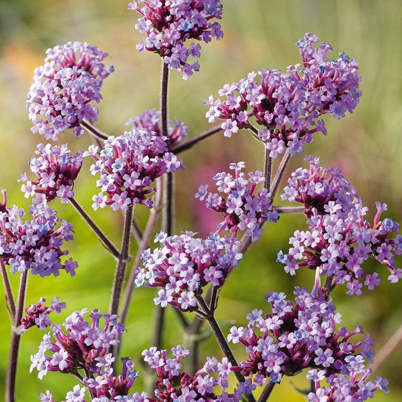 Verbena bonariensis – Flower Seed