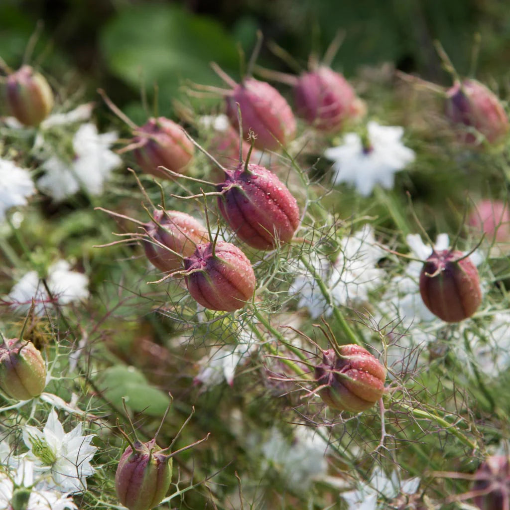 Albion Black Pod – Nigella Seed